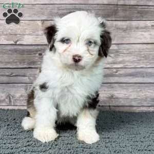 Aretha, Mini Aussiedoodle Puppy